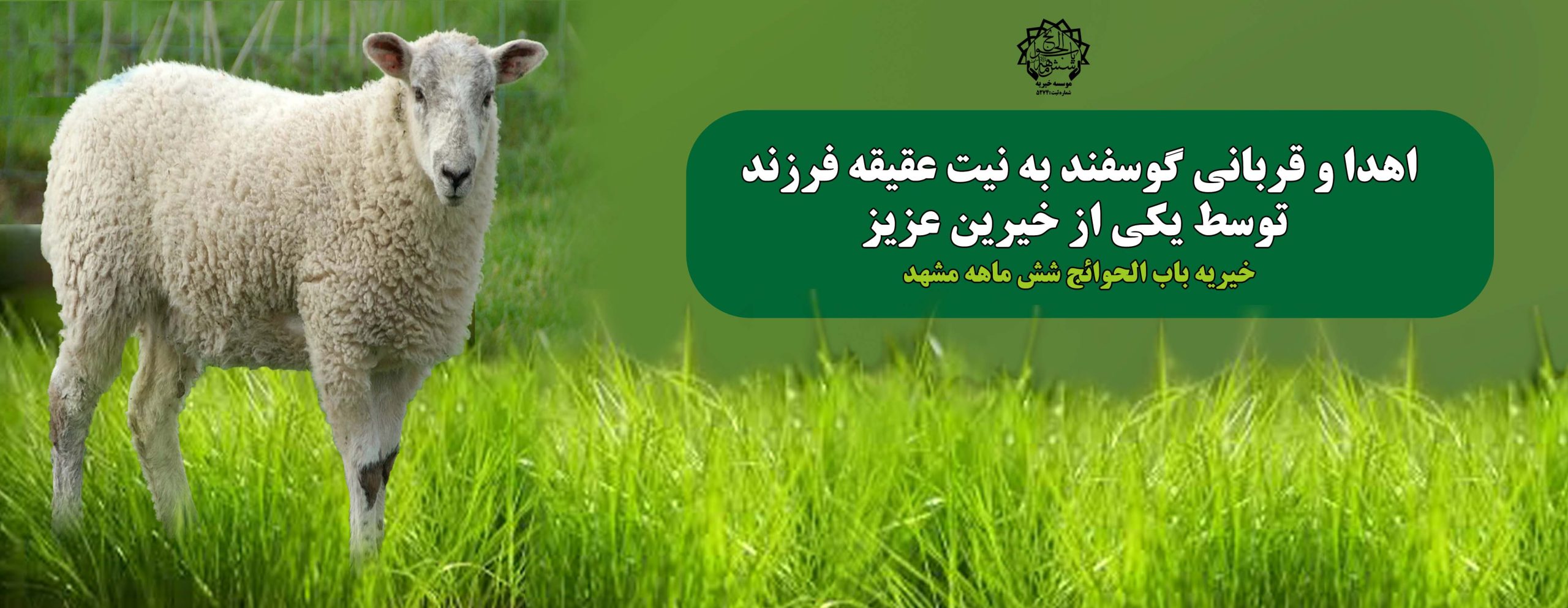 اهدا گوسفند قربانی به نیت عقیقه فرزند
